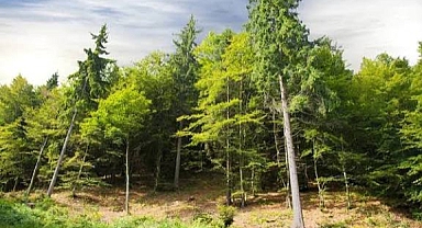 SON DAKİKA KARAMANDA ORMANLIK ALANDA İNTİHAR